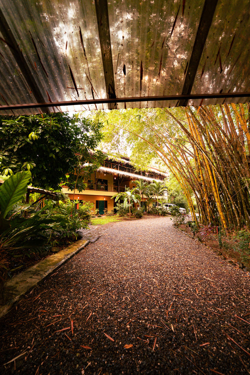 Pathway through a lush garden with a rustic roof structure